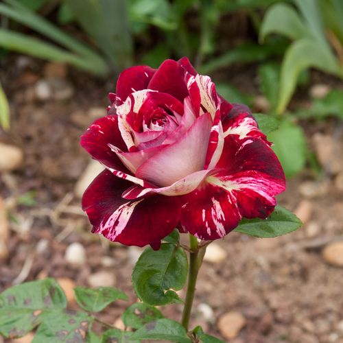 Rosa  Julio Iglesias® - bordová - bílá - Stromkové růže, květy kvetou ve skupinkách - stromková růže s rovnými stonky v koruně